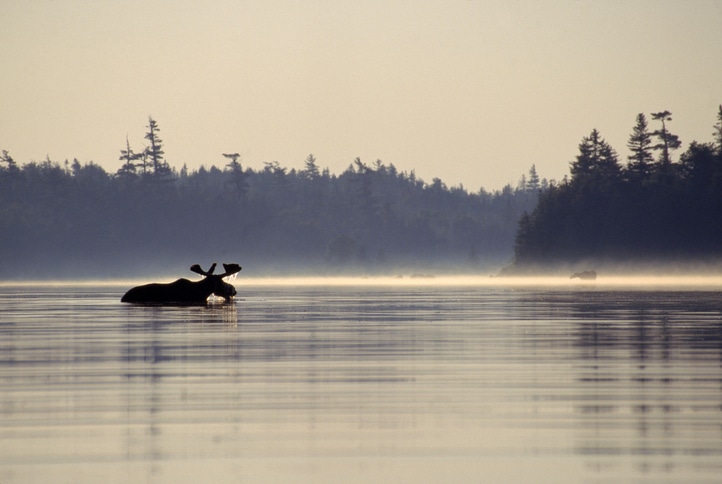 Moose in the water