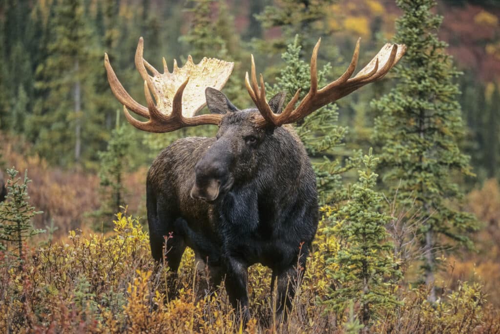 A moose in the forest A moose in the forest. Declining Prairie moose populations