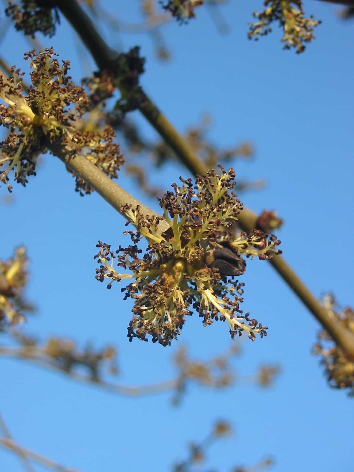 Manchurian ash flower.