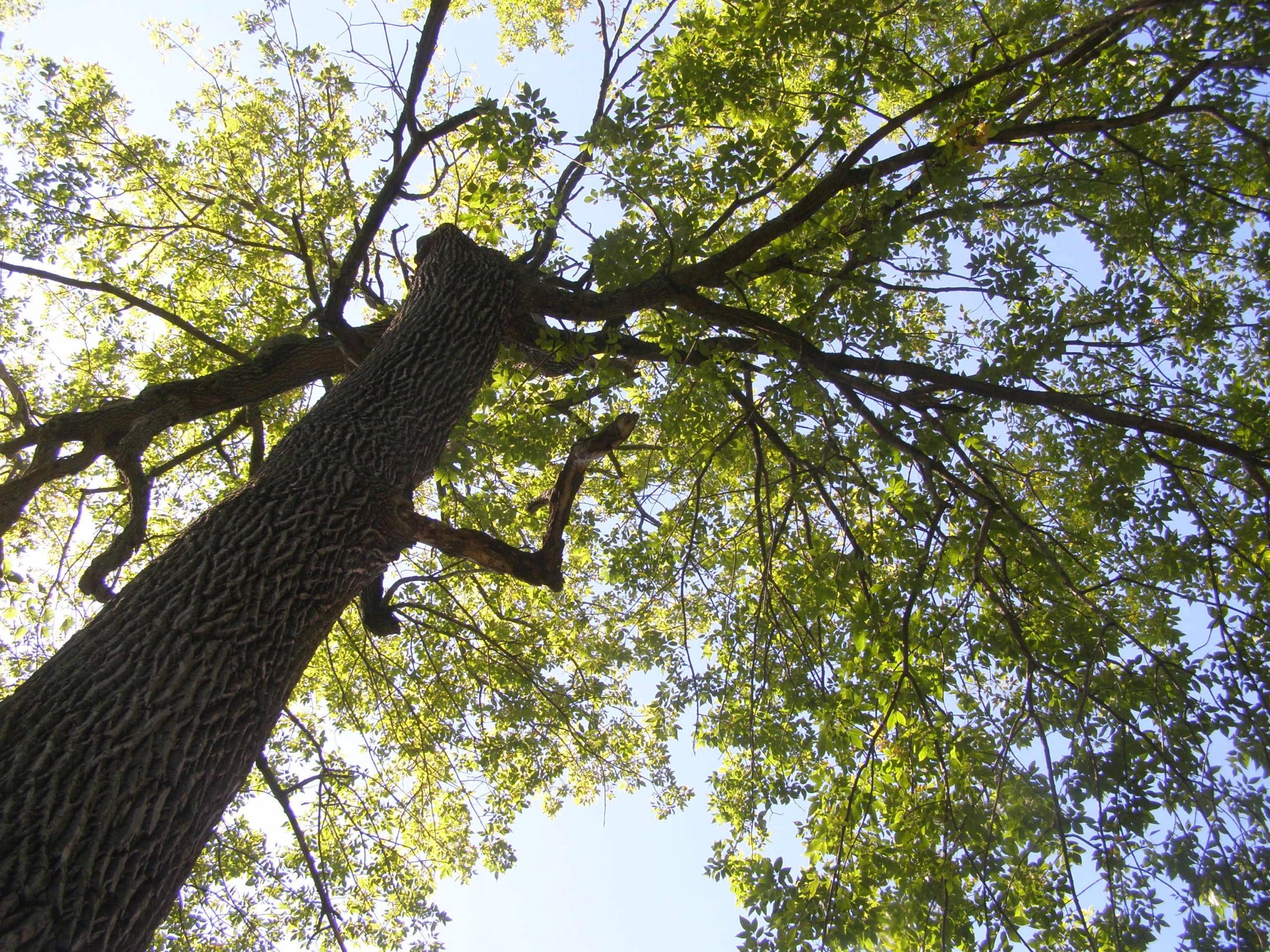 Green ash