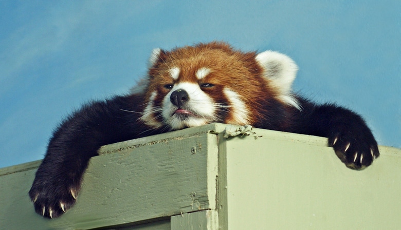 Red Panda ready for a nap