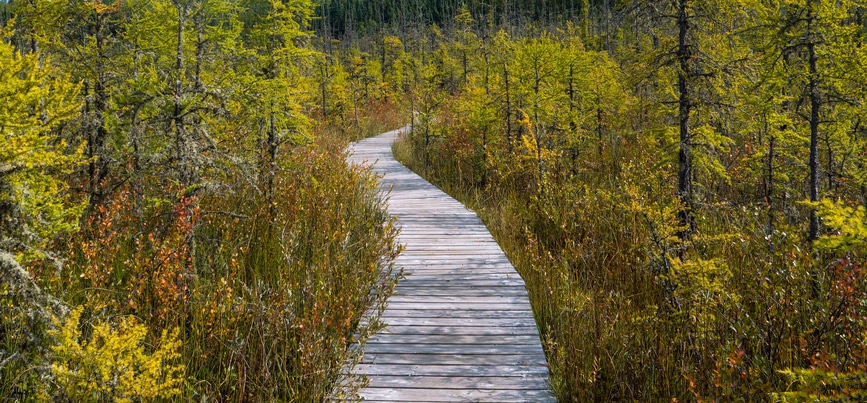 A section of the Boundary Bog Trail during autumn in Prince Albert National Park, Saskatchewan.