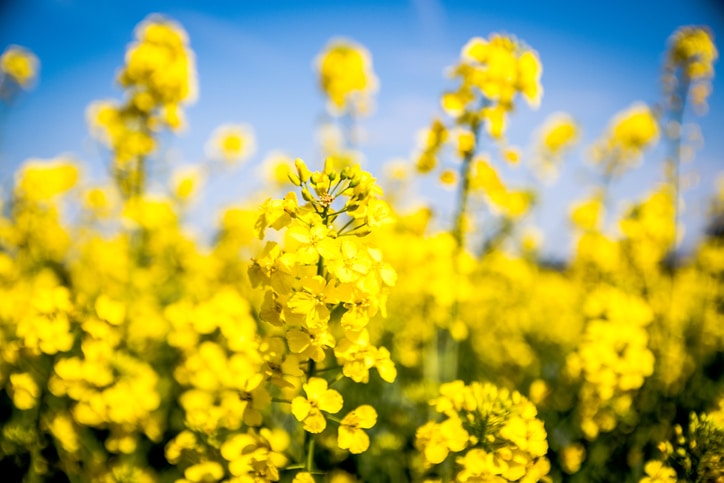 A close up of a mustard field