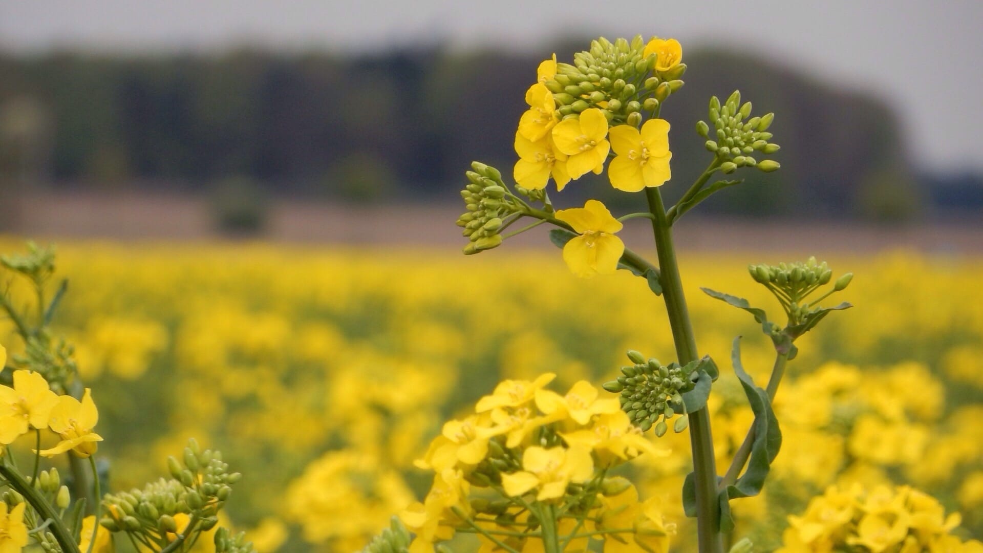 A mustard bloom in a field.