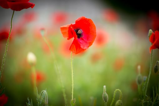 A poppy in the field. A poppy is a symbol of Remembrance Day
