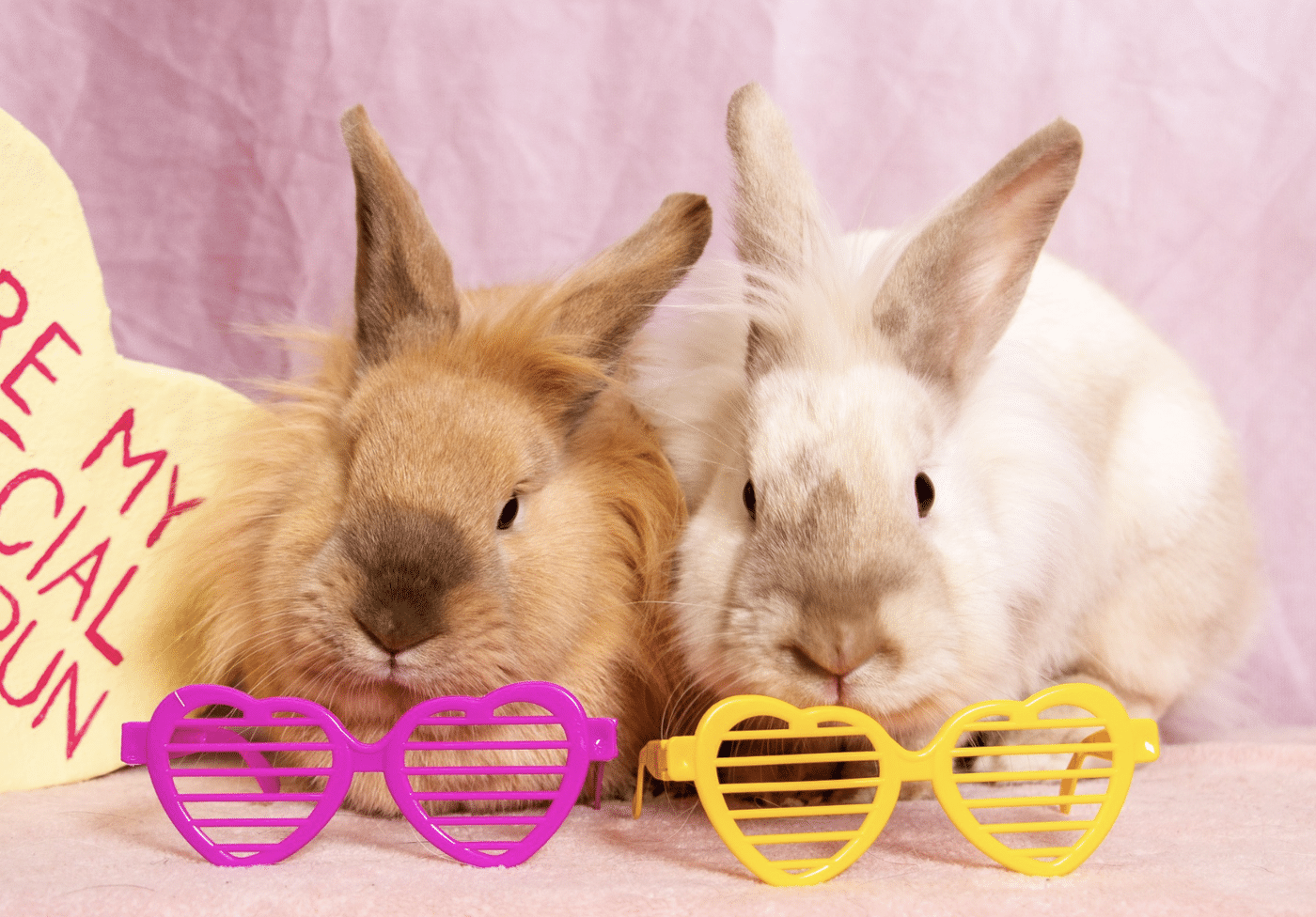 Dozens of abandoned rabbits rehomed after Selkirk rescue operation ...
